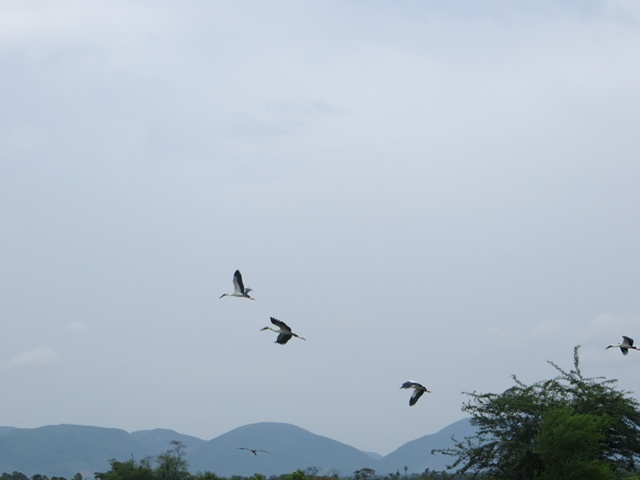 Open billed storks, flying away